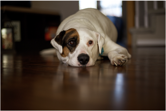Wood Flooring for Pet Owners: Choosing the Best Options for Durability and Scratch Resistance