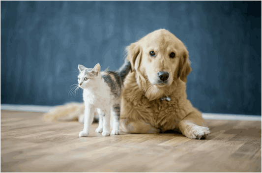 Pet-Friendly Flooring: Explore Scratch-Resistant Engineered Wood Options for a Pawsome Home
