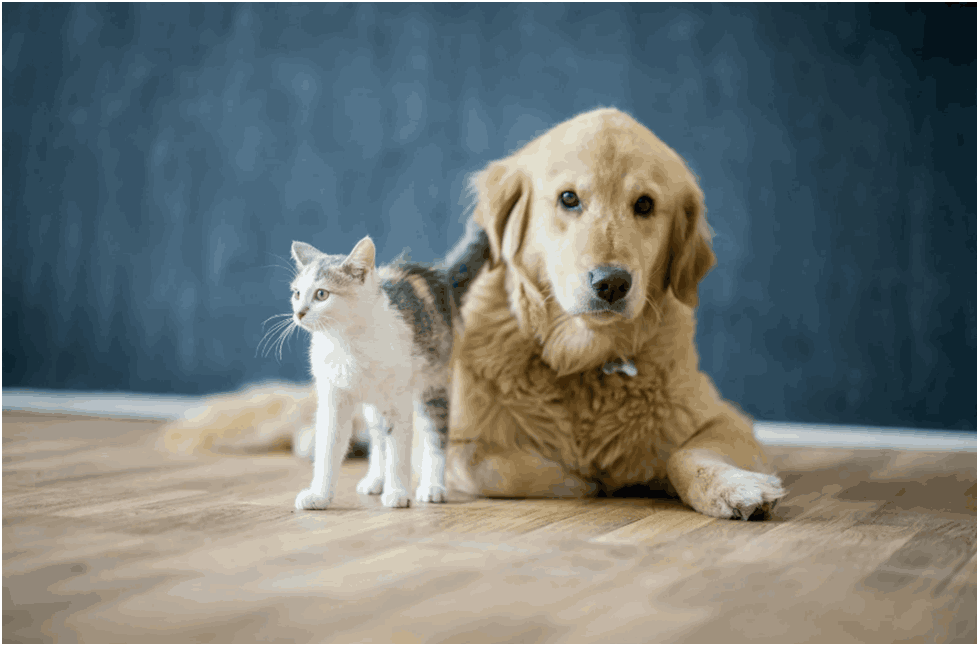 Pet-Friendly Flooring: Explore Scratch-Resistant Engineered Wood Options for a Pawsome Home